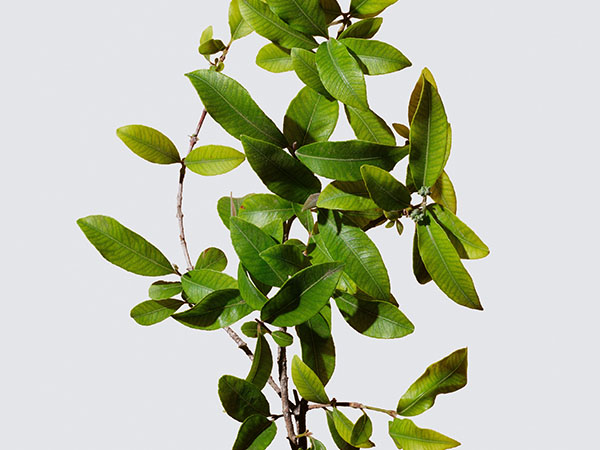 anticaida